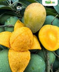 হিমসাগর আম- 24 kg