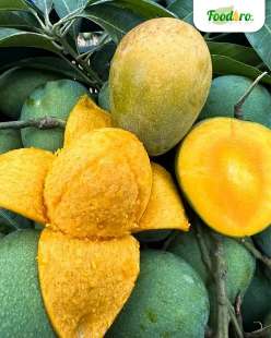 হিমসাগর আম