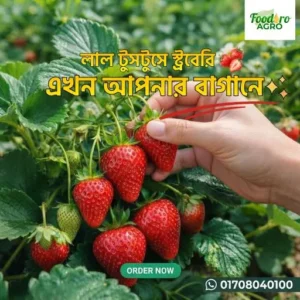 স্ট্রবেরি চারা ১০ টি + ২ টি ফ্রি