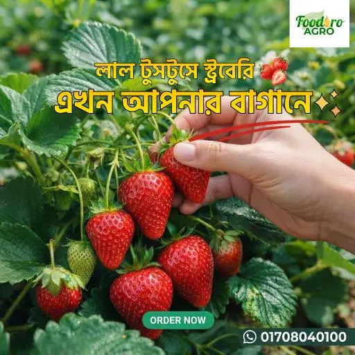 লাল টুসটুসে স্ট্রবেরি